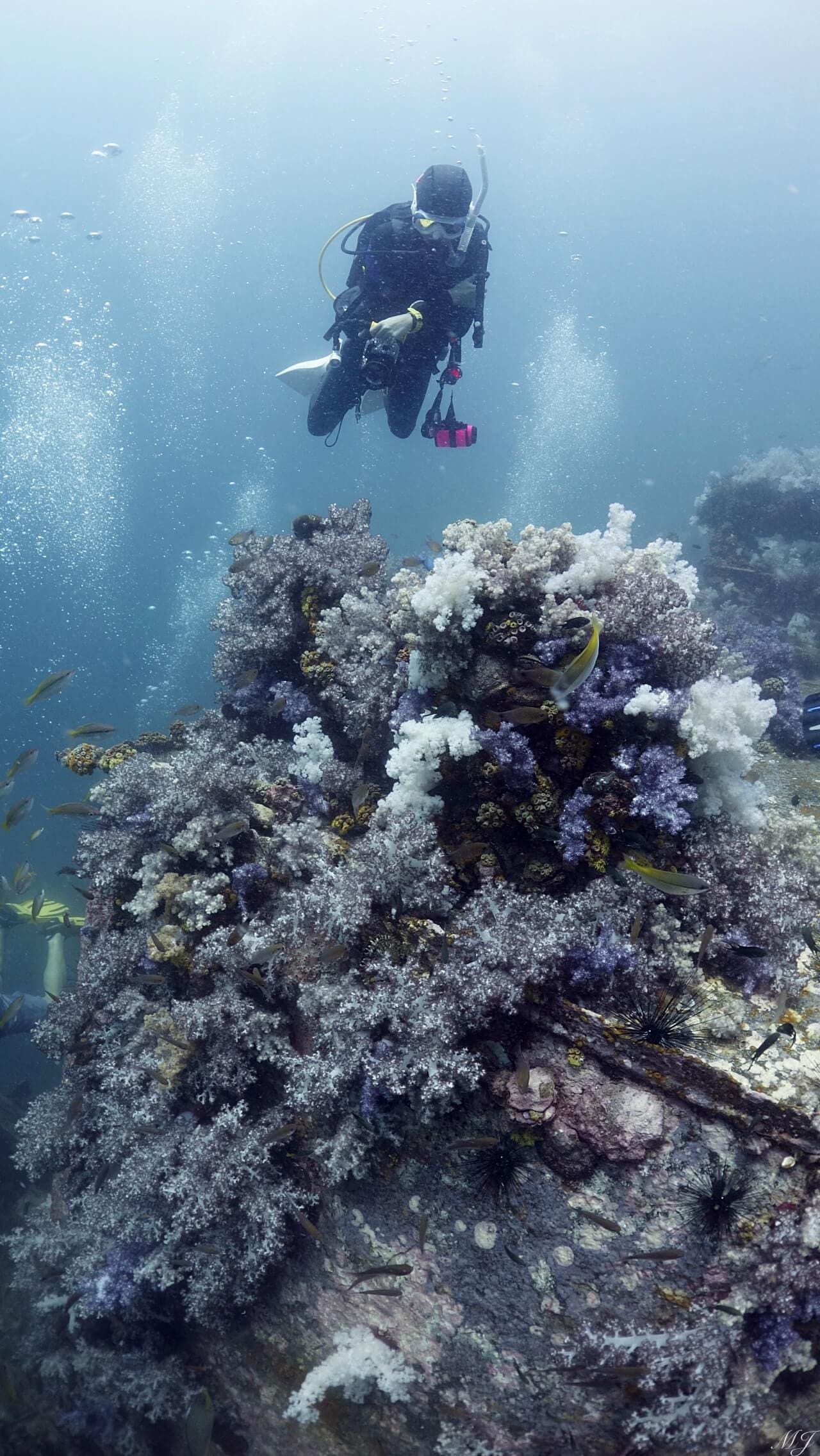 美しい珊瑚と美しいダイバー