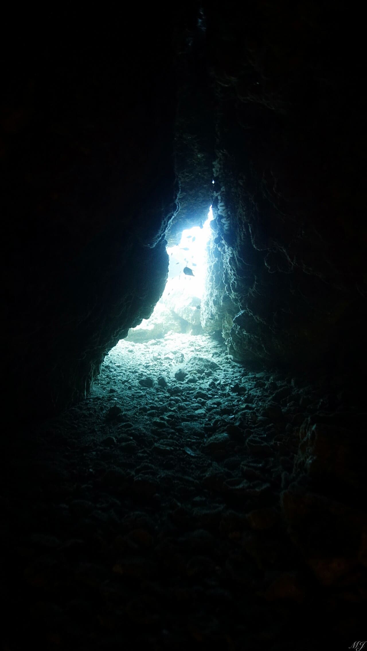 ロブスターがたくさんいる洞窟