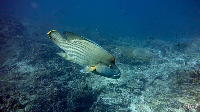 シミランのナポレオン魚