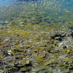 ピピ島の黄色い鯛