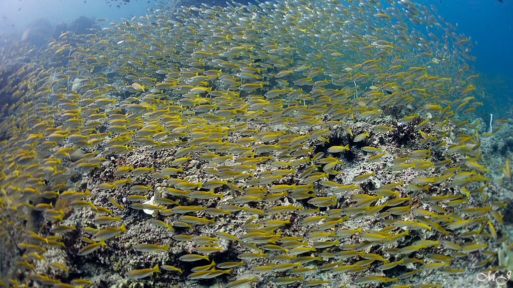 ピピ島の黄色い鯛